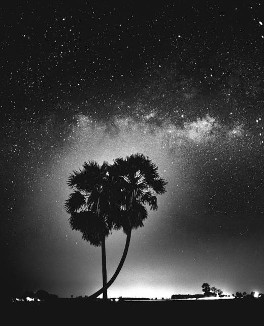 starry sky, trees, stars